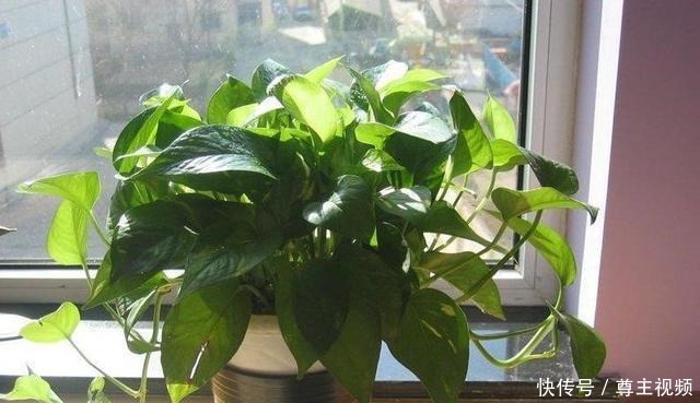 四种养花水真不错,养分高能养花,还能避免蚊虫困扰!