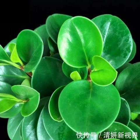 这几盆号称“浇不死”盆栽,吸收甲醛空化空气,聪明人都在养!