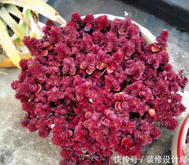 小型|它是必备的一款多肉,光照越强颜色越红,包起来就像“小型玫瑰”