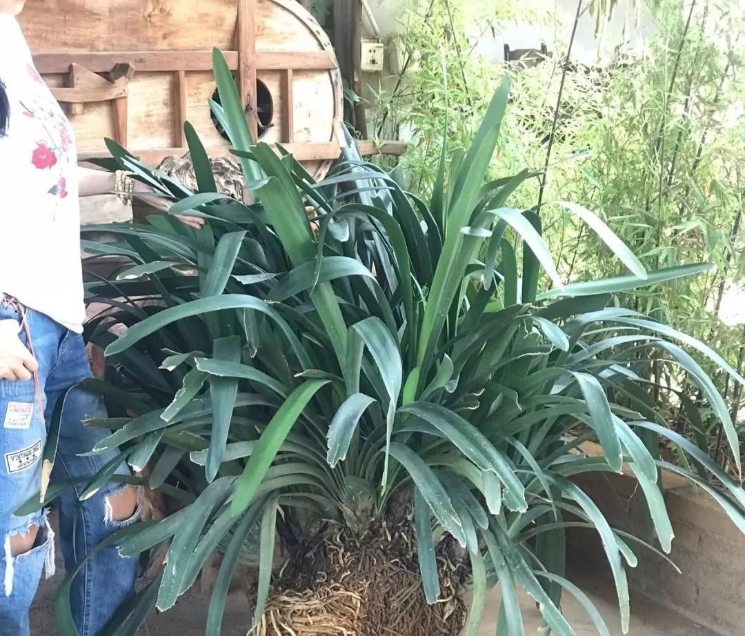 一棵长寿的花,124个花箭,开花,锅盖打开的方法