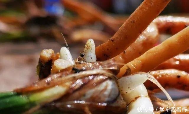 治疗兰花茎腐病，不要再浇药水，根本没有效果！