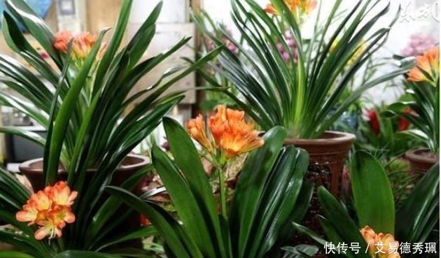 君子兰不开花？教你这样浇水，君子兰健壮不烂根，开花爆盆不是梦