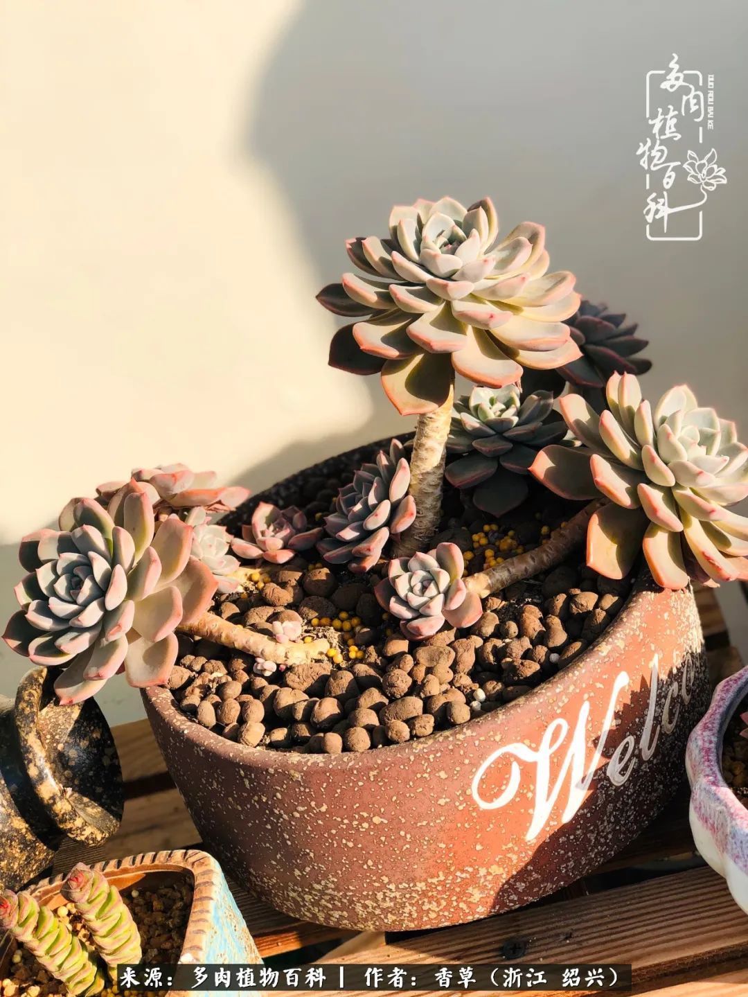 阳台上的一亩三分地，我愿与你一起，与时光媲美！