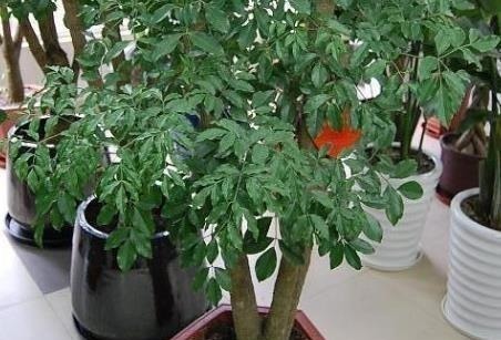 有钱人都喜欢这三种绿植,既上档次又耐活,轻松养到长不停