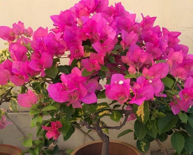 三角梅迟迟不开花,4个方法催花,2个月后就开花,又多又鲜艳