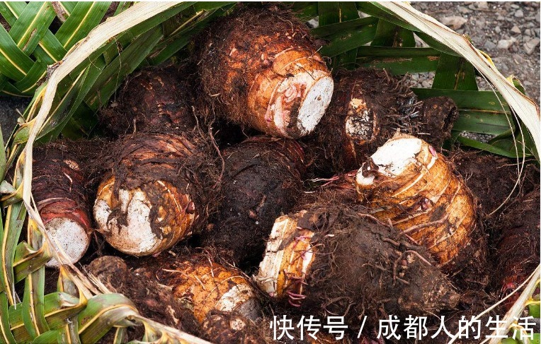 常吃芋头好处多,但此种尽量少食去,却有很多人不清楚