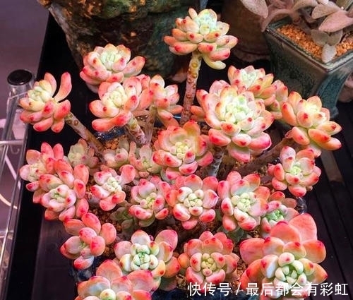 3种多肉植物,冬天冻一冻更漂亮,香味浓郁,养成小老桩!