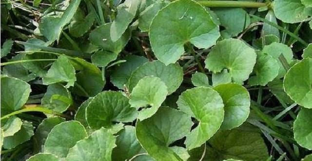 随意|农村这种野草有剧毒,老农民却称它为“解毒王”,见到别随意采摘