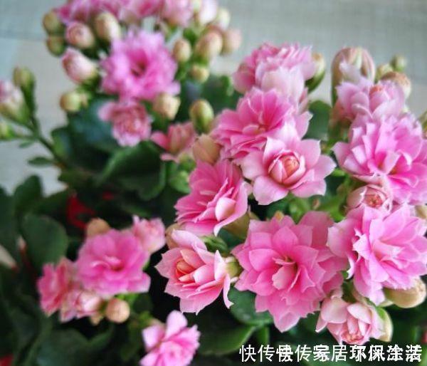 光照|3种花养在家里,一整年都有好运气,开花爆盆很漂亮,越养越喜欢