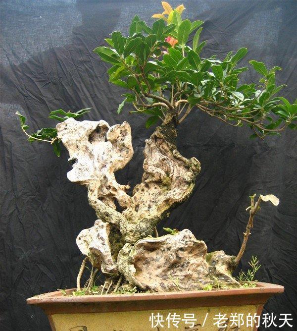 桂花盆景的制作与技巧，简单易学，抓紧收藏！