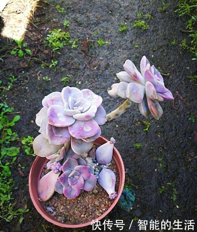 多肉植物|它被称为多肉植物中的黑马,长速快,适应能力强,不种一盆就亏了!