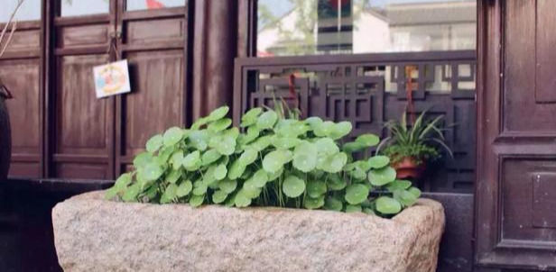 铜钱草养在这个地方,一周就爆盆,叶子能长成巴掌这么大