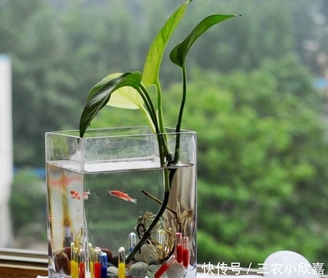 发芽|水培绿萝的时候用点这, 生根发芽全部加倍