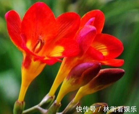 想有女人味，无需喷香水，家里养上“3种花”，身上弥漫缕缕花香