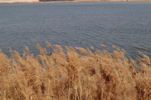 踏青|石家庄的免费游览胜地：滹沱河生态区的美景和美食