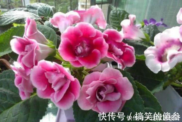 泡桐|4种花花型圆滚惹人爱，花色艳花量大，开花幽香暗淡