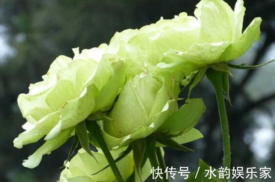 夏季|夏季养花不妨选“它”花语永不老去的爱情,开花颜色特殊