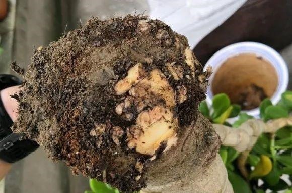 蟹爪兰|长寿花换盆,切忌越换越大,一直用小盆养才好!