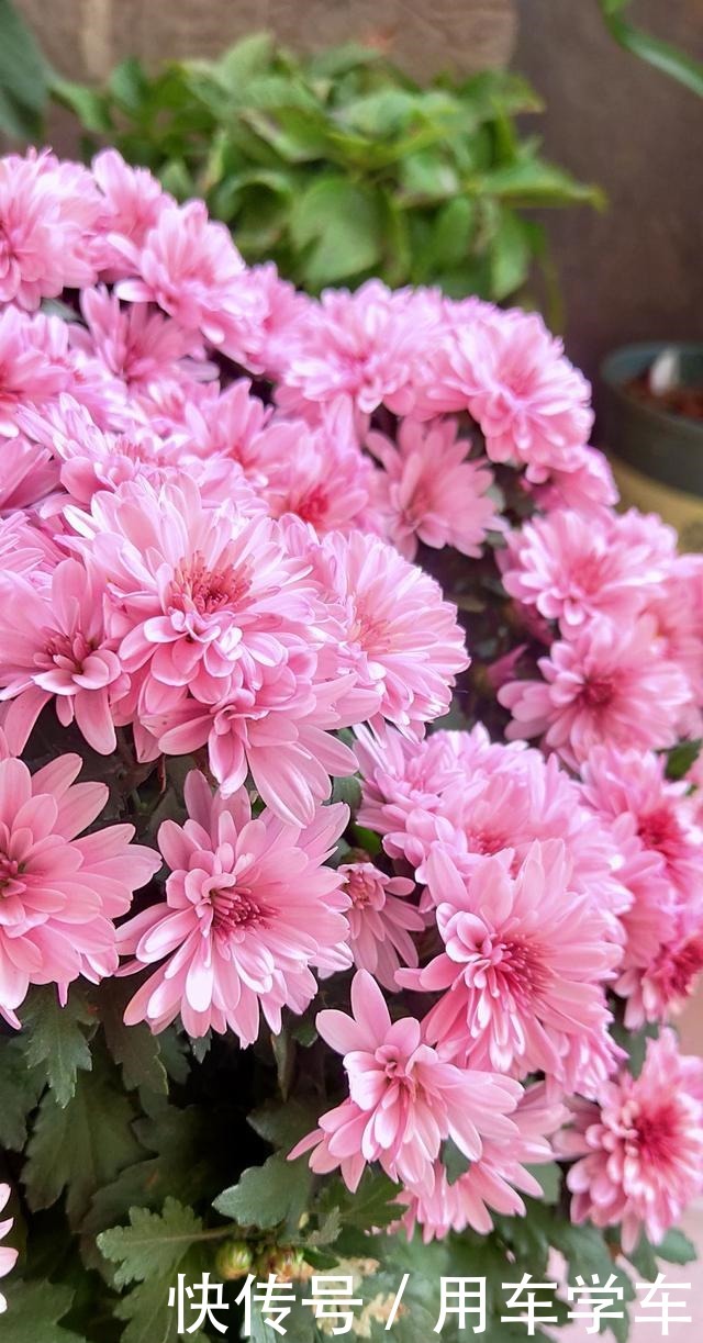 10种花特耐寒，零下5度也能养，冬天也有花看！