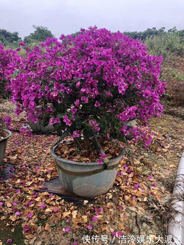 花树|此种“小东西”有用,收集起来养“三角梅”,2个月长成“花树”
