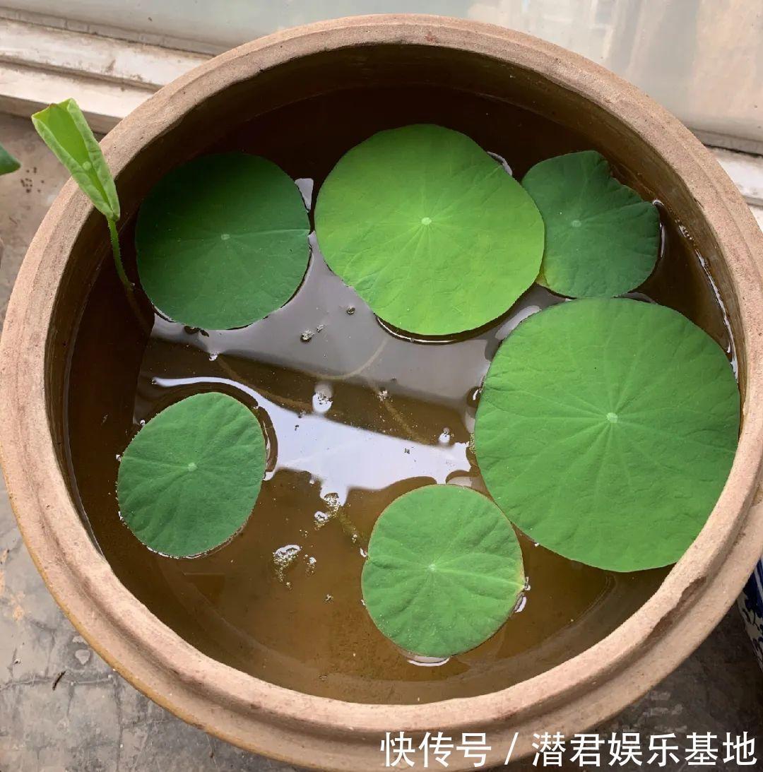 可以浇花的药,过期也要留着,保花不生虫、不生病!