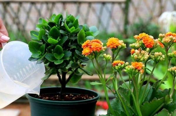 秋养长寿花、蟹爪兰,3方面打好基础,9、10月就能嗖嗖开花