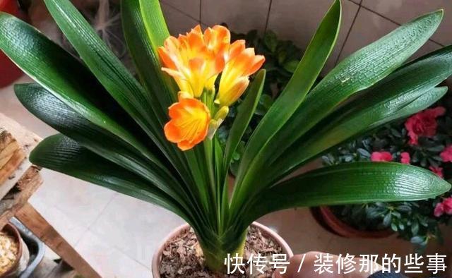 休眠期|夏季养殖君子兰，环境不同，浇水方式不一样，可别做错了