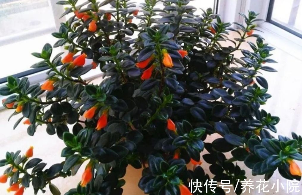 花卉|盘点十大“好养花”,开花漂亮又好养,适合养不好花的人