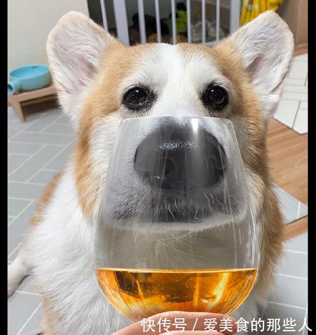 |通过高脚杯来看狗狗,它的模样表情太搞笑了,狗:笑够了没有?