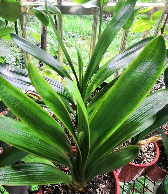 黄叶|夏天有12种花“晒不得”,见了“强光”就黄叶,挪个地方长得好