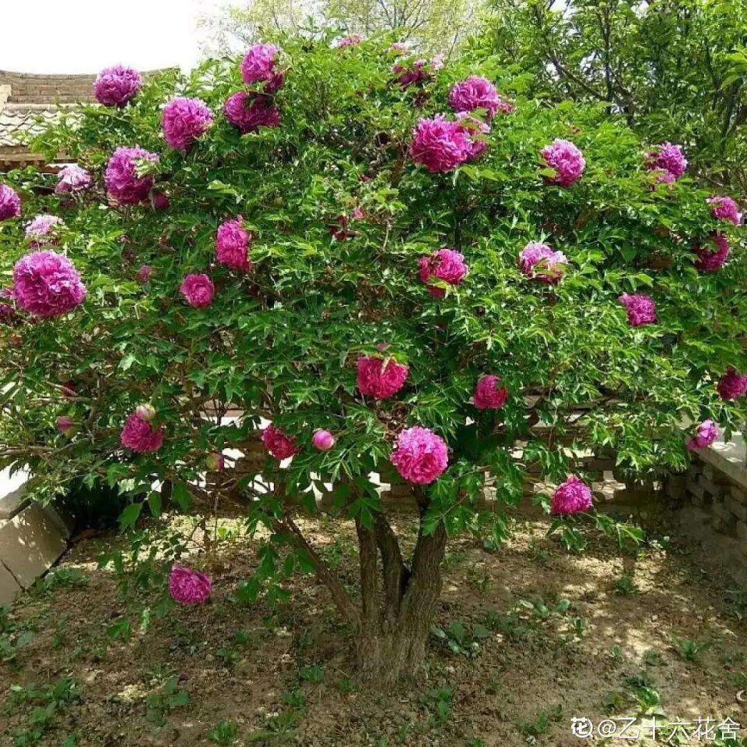 枯萎|9种花是富贵命，必须大盆养，小盆养会憋死