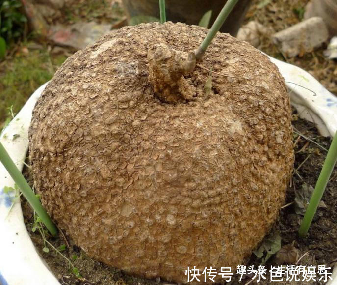 山乌龟|萌盆栽 ,左看”金不换“,右看”王八蛋“,聚财高手,教你养法