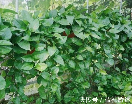 桂花树|5种花漂亮又净化空气,随便养就爆盆,吉祥富贵,清香四溢