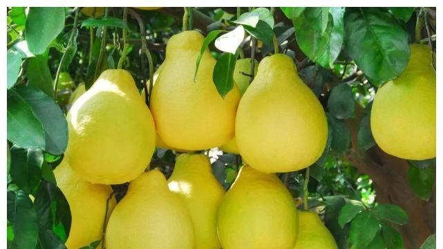 西瓜|3种水果被誉为“烂脾胃王”,孩子常吃?或许脾胃“破烂有洞”