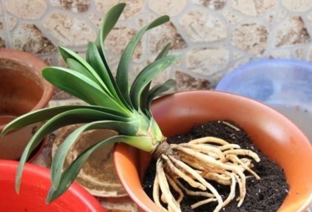 君子兰换盆换土的几个要诀，服盆快，长势好，不烂根