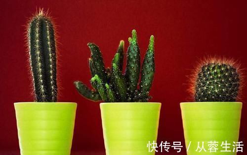 植物|新房入住最怕有甲醛,有钱人都养上这些植物,身体越住越健康