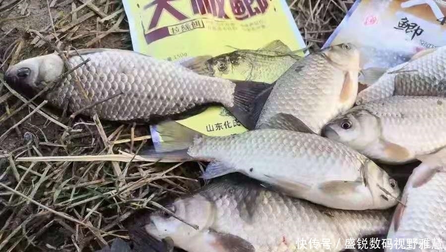 野钓板鲫从不打窝，照样连竿上鱼，学会这些“神操作”，你也可以