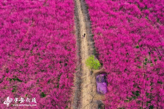 老年|安徽合肥：千亩梅花吐芬芳 春日气息扑面来【组图】_中安在线