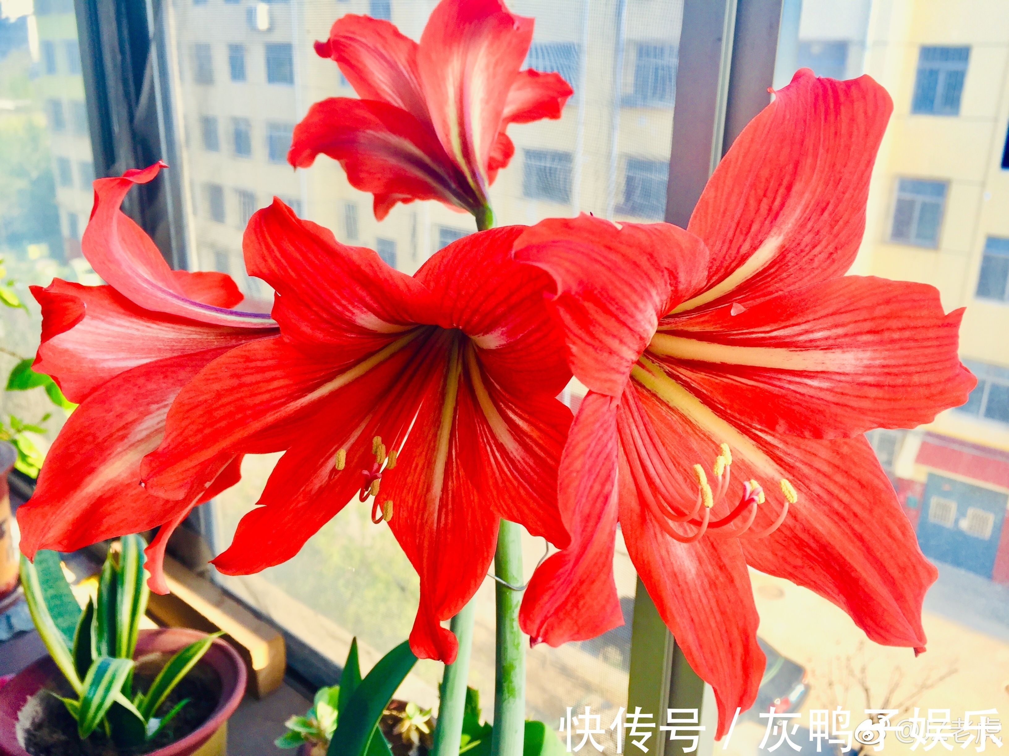 此盆栽植物超好养,丢土里就能活,花大色艳,红红火火,值得拥有