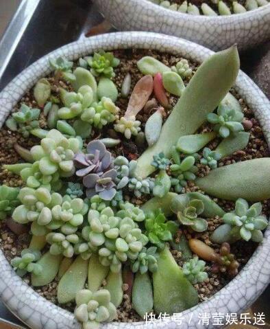 叶片|多肉叶插,记住3个小诀窍,生根发芽快,一棵变10棵,一盆变多盆