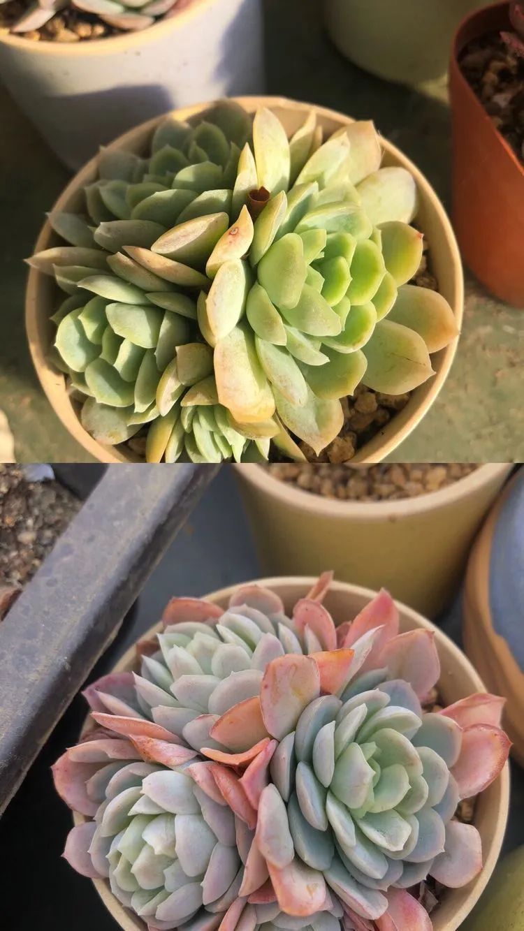 多肉小白三年励志对比养自己的花,爱自己的宇宙!