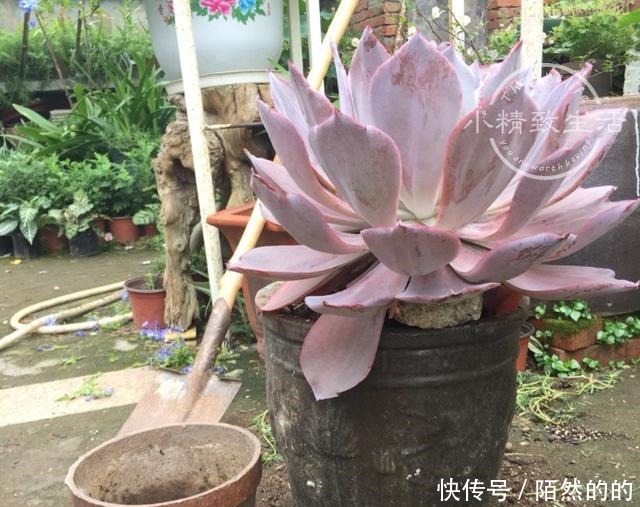 他用水缸养多肉,2年养出巨无霸晚霞,肉友纷纷表示头一次见!