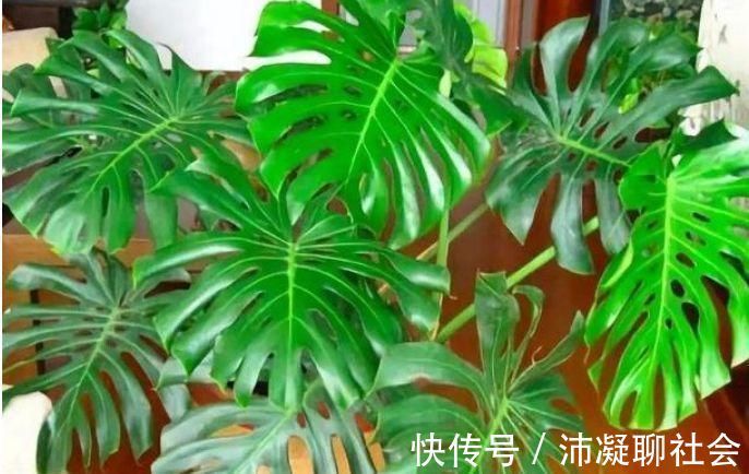 家养5种旺运花，富贵好运财源滚滚来，懂花的人都在养