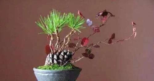 松果|捡了个“松果”插在盆里,不几天长成了盆景,摆在家里太漂亮了