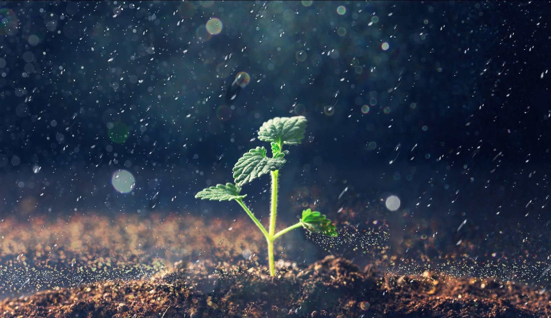 雨滴|一场春雨一场暖,春雨怎么拍才有味这些作品给你灵感