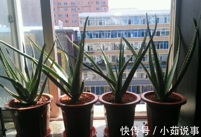 肥料|养花最容易犯的“5个错”,只要不改正,养一盆死一盆,赶紧调整