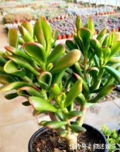 4种名字带“财意”的植物，是吉祥的观赏花，家里有空建议养一盆