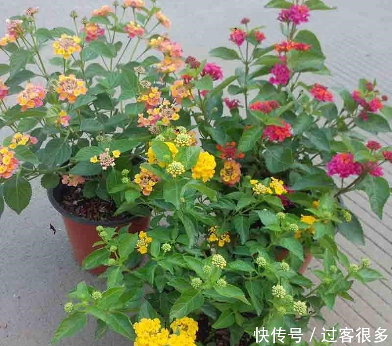 一种植物，在国外臭名昭著，国内却当盆栽养，你认识吗