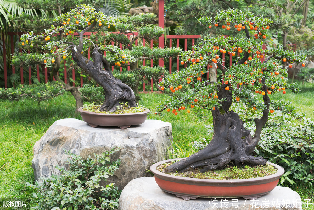 60后盆景大师的忠告,不能进的10个误区,踩中1个,白干1年