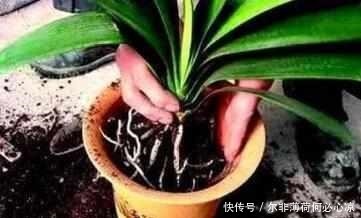 什么阿司匹林、维生素都不如“1块它”,掰碎扔盆里,壮根挤破盆!